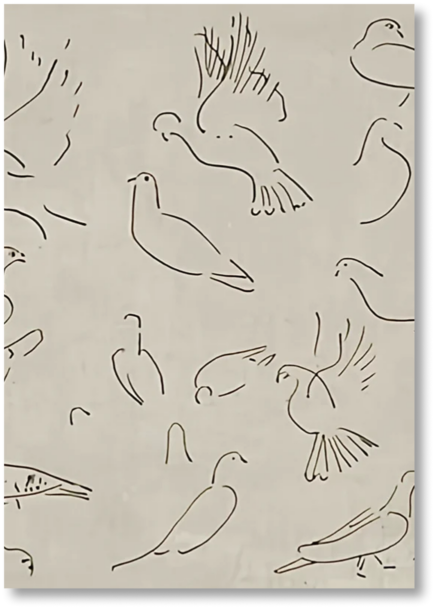 Dove - Print