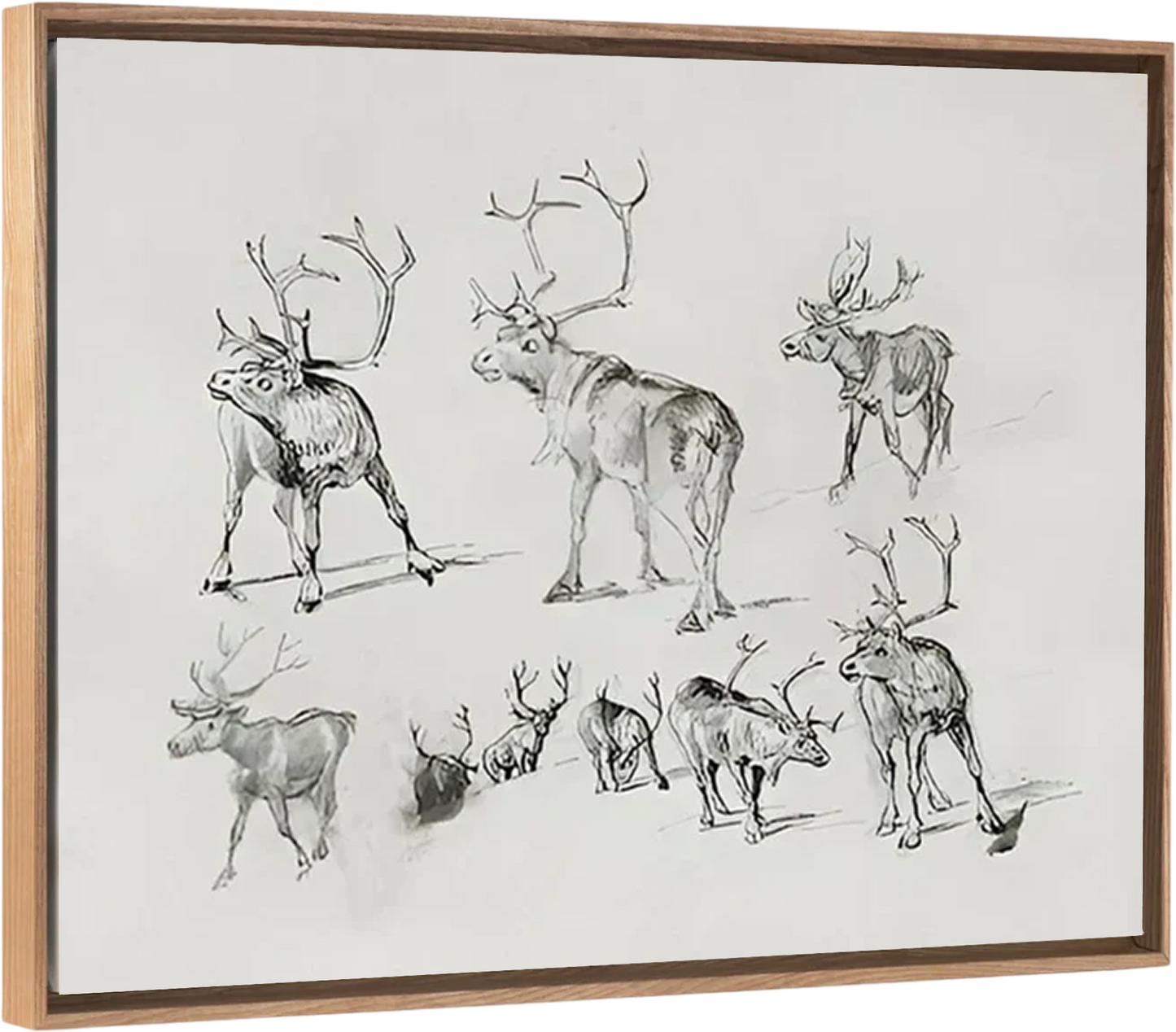 Reindeer - Canvas