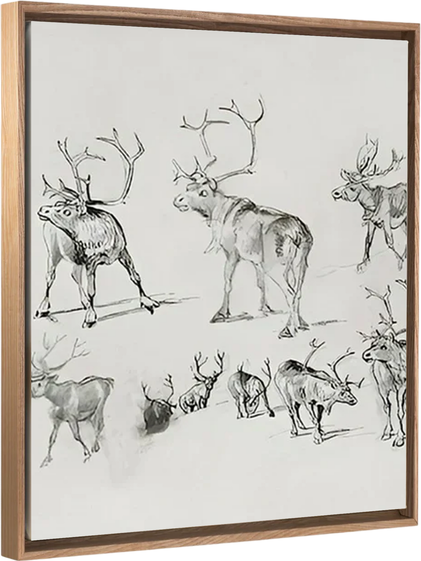Reindeer - Canvas