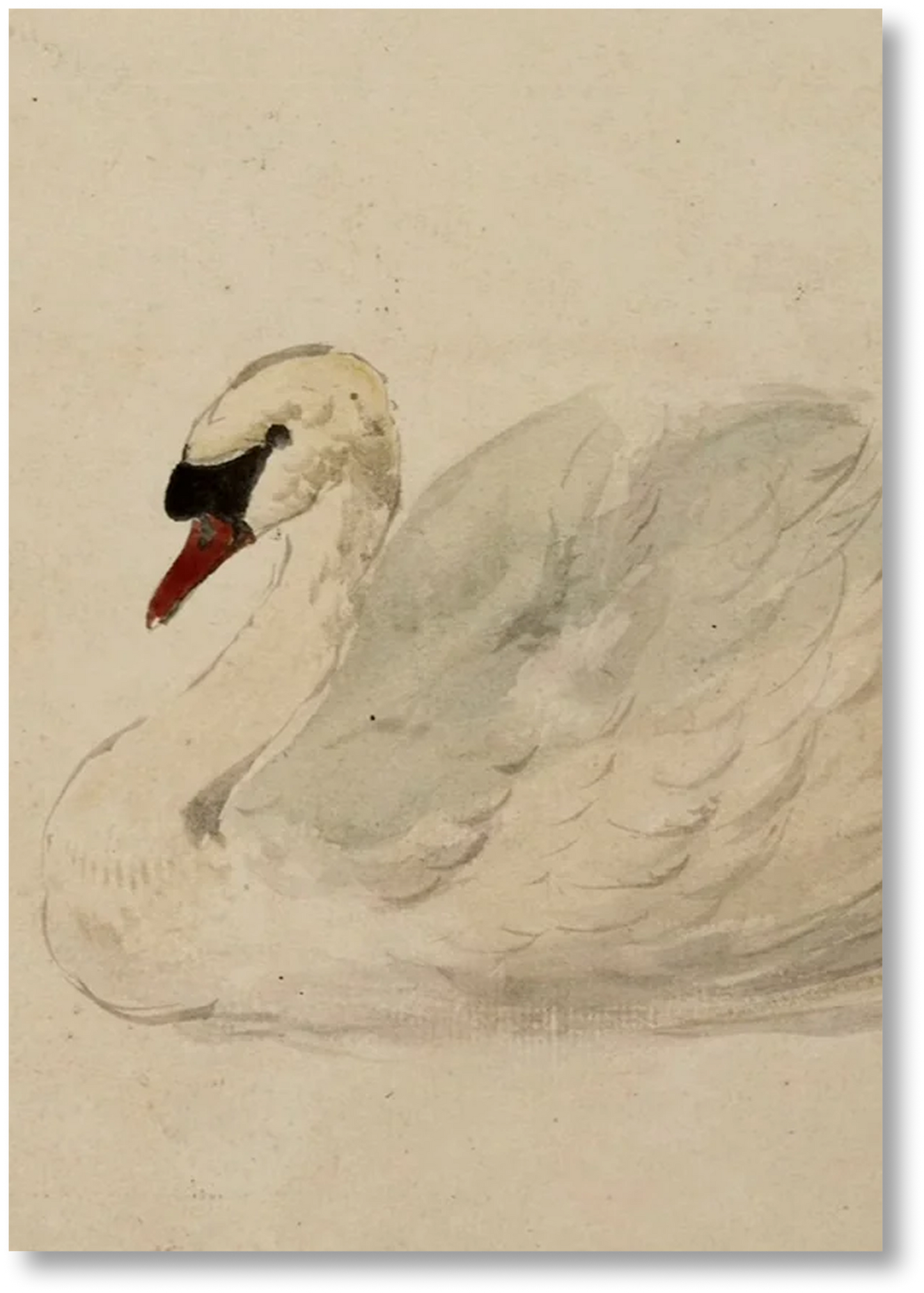 Swan - Print