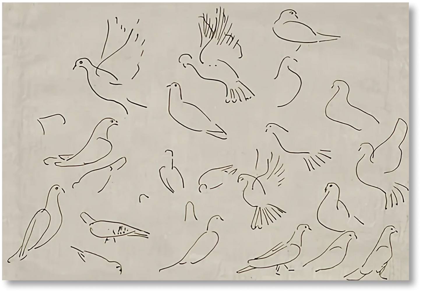 Dove - Print