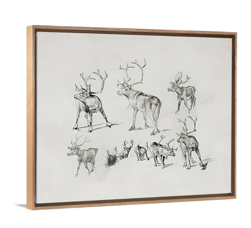 Reindeer - Canvas