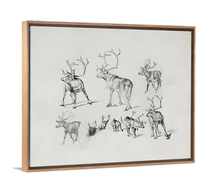 Reindeer - Canvas