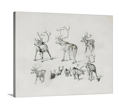 Reindeer - Canvas