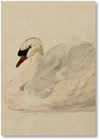 Swan - Print
